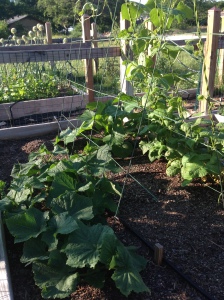 Beans and Cucumbers!